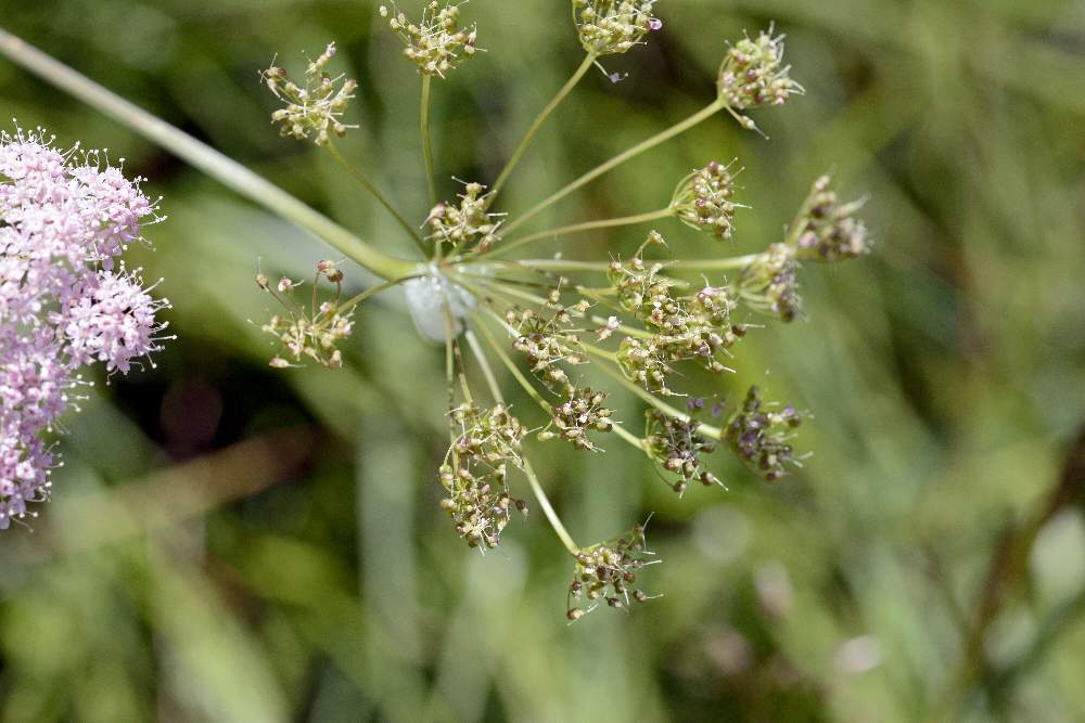 Pimpinella major (Apiaceae)